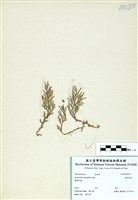 藏品(膜葉卷柏)的圖片